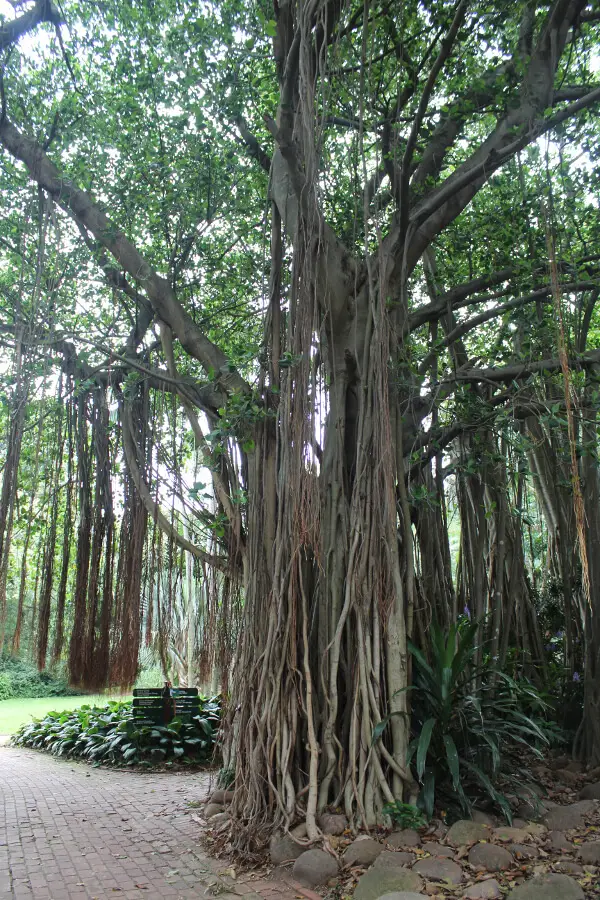 Charming Botanical Gardens Durban | berrysweetlife.com