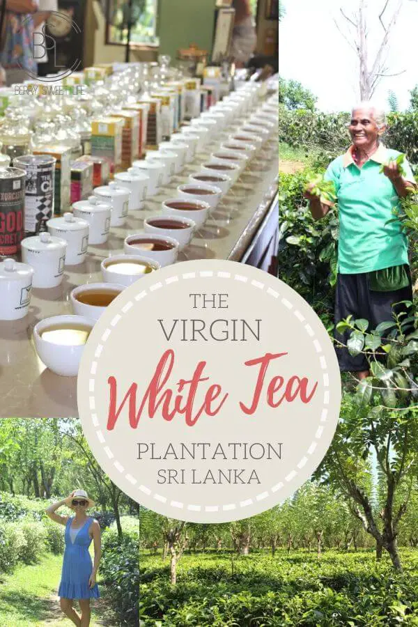 Virgin White Tea Plantation In Galle | berrysweetlife.com
