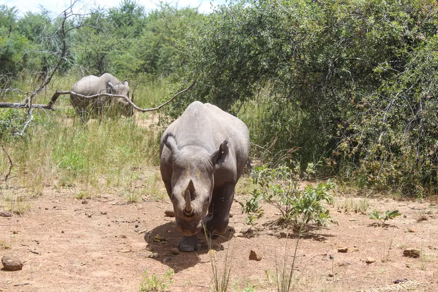 Imire Rhino & Wildlife Conservation | berrysweetlife.com