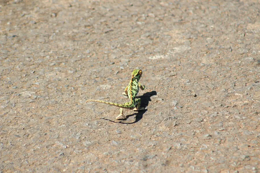 Chameleon on road