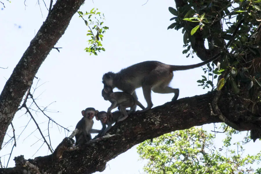Baby monkeys on a tree branch
