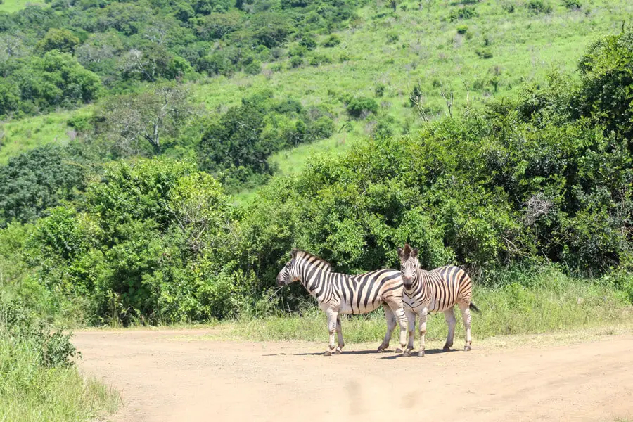 Two zebra on road