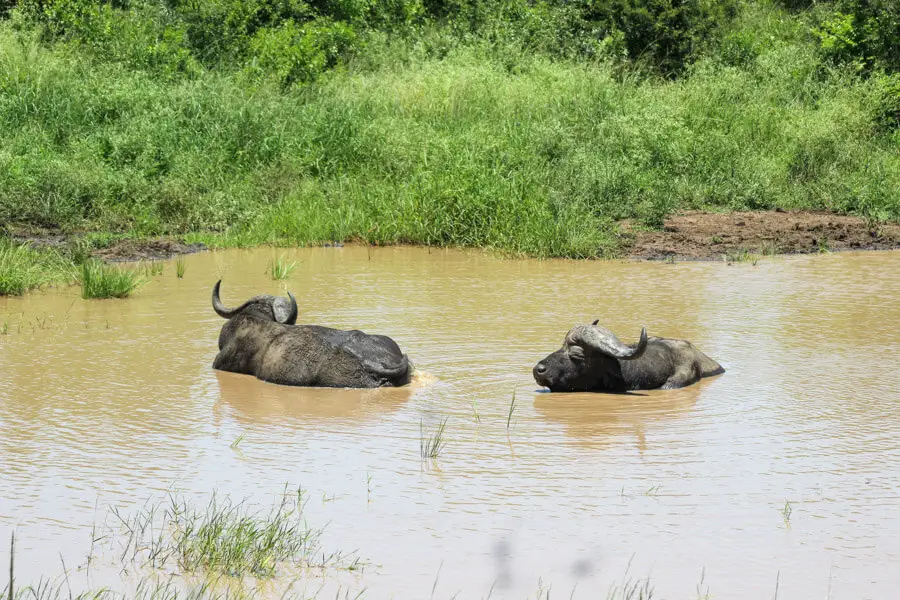 Buffalo in water hole